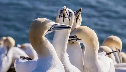 B体育官方网址：CBA全明星赛投票启动，谁将成为人气之王？，bnba比赛