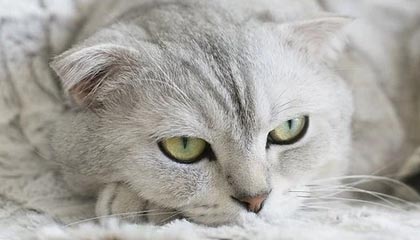 B体育平台_ 中国女足亚运会战术分析：针对性部署与临场应变，女足亚运会预选赛