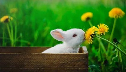 B体育_ “AI智能预测工具：帮助你抓住本轮联赛机会”，b0b赛事体育